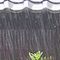 大雨は 猛暑日迎える 露払い