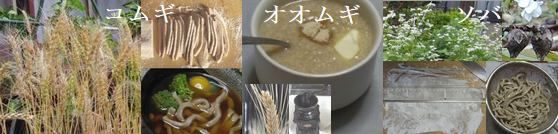 吉田｜麦のポット栽培