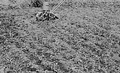 オオムギ播種機写真と畑