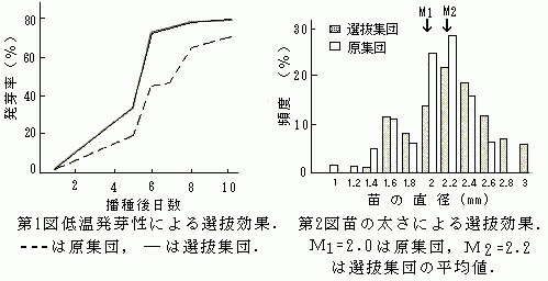 カンショ実生選抜