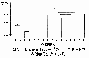 小麦品種クラスター分析